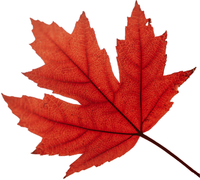 Autumn Maple Leaf